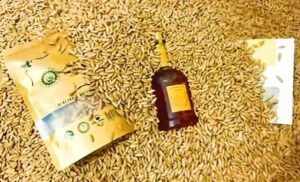 Bulk pine nuts