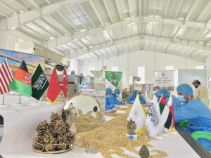 Premium pine nuts