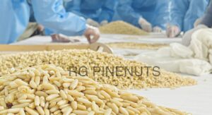 Does Afghanistan Produce Pine Nuts?