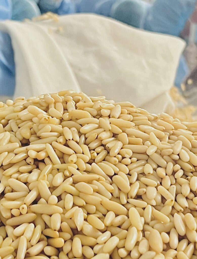 pine nut nutrition1