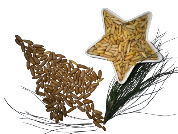 Bulk pine nuts1