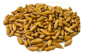 Chilgoza pine nuts