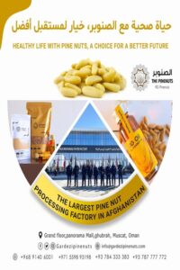 pine nuts exporter