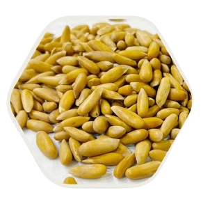 Chilgoza pine nuts1