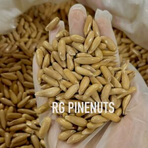Pine Nut Afghanistan