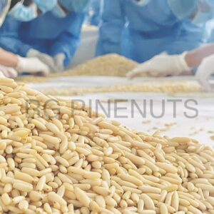 pine nuts kernel