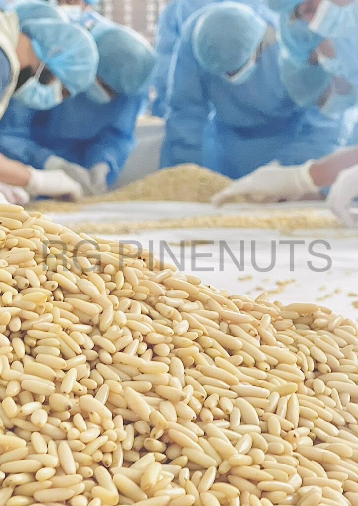 pine nuts kernel1