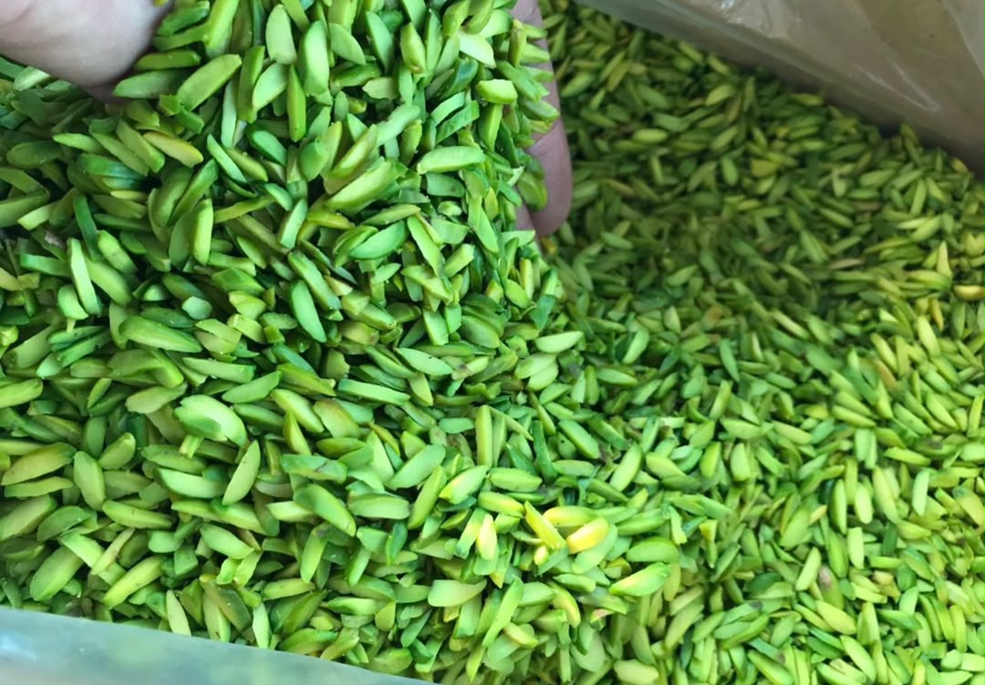 pine nuts kernel